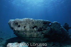 Torre Ovo (Puglia-Italy) - Petrified forest by Vito Lorusso 